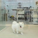 행복애견 이미지