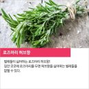 집안에 있는 날파리 없애는 방법 이미지