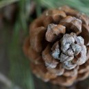 정성손칼국수 이미지