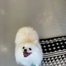 아이조아펫파크 동탄점 이미지