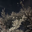 CU 여의동산점 | [여의나루] 26.03.31 한강라면과 벚꽃 현황 !