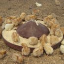 갈렙농장 이미지