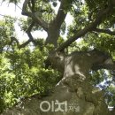 석성동헌 탱자나무 | 군산 하제마을 팽나무와 부여 석성동헌 탱자나무, 천연기념물로 지정 예고