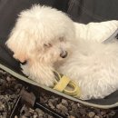 댕그루 네이버블로그