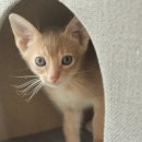 야옹아 멍멍해봐 강아지고양이 충남서산점 이미지