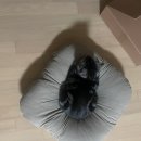 포캣 | 고양이 방석 닥터펠리스 포캣네스트 쿠션 구입 후기