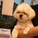 위니펫동물병원 이미지