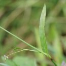 들사마귀풀 Murdannia nudiflora (L.) Brenan​ ​ 이미지