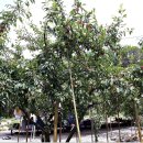 자두마을 이미지