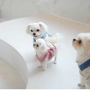 웰컴댕댕 이미지