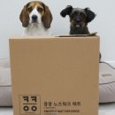 펫 뜰 이미지