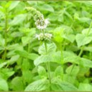 페퍼민트 이미지