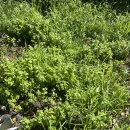 혹시 애플민트 필요하신분? 이미지