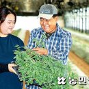 백년농부