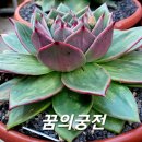 꿈의궁전 이미지