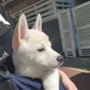 고득영동물병원 이미지