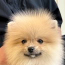 아르르펫 이미지