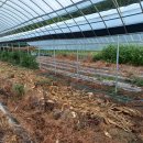 (주)제이에스홀딩스팜 이미지