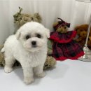 청주 강아지 분양 리몽드 퍼피 켄넬 이미지