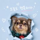 위생미용과 목욕 밤비 이미지