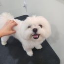해맑은 애견미용 네이버블로그