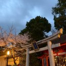 야타이 | [교토 벚꽃] 마츠리 감성 끝판왕 '마루야마 공원 &amp; 야사카 신사' 야타이 리얼 후기