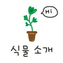 라울다육