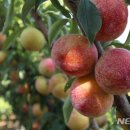 김영덕농장 이미지