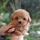 미유펫 강아지고양이 수원점 | 수원강아지분양 토이푸들, 미유펫에서 만나 첫 강아지