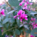 무안영산 이미지