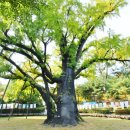 방학동 은행나무 이미지