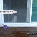 하얀멍이 이미지