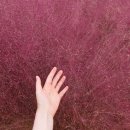 부자돼지 이미지