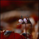 변산바람꽃 이미지