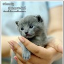 이쁜냥이 이미지