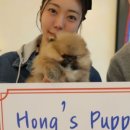 강아지 와요와요 이미지