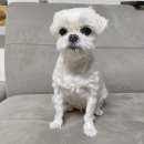 다다펫스파 이미지