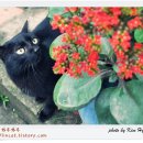 검은고양이 이미지