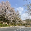 말바우주차장 고객쉼터 옆 | 과천 서울대공원 동물원 벚꽃, 주차, 입장료, 코끼리열차 후기