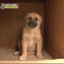 동물농장 이미지