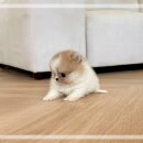 올바른펫 | 주안펫샵 세이블포메 입양후기