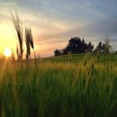 대화수로 태양광발전소 | 서해랑길 30코스 (전남 신안군)