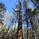 lake Fulmor; Idyllwild 에서 Banning쪽으로 가는길에 nature center 주변 하이킹하고 이미지