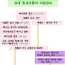 현재 유대교인들의 뿌리 (세파르딤 - 아쉬케나짐 (카자르 개종 유대인/상인 세력 - 카발라/무신론자)) 이미지