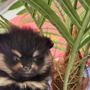 베이비멍 이미지