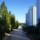 기지시 메타세콰이아 이미지