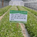민들레 영농조합법인 이미지