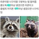 라쿤, 너구리 구별법 이미지