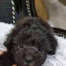 우아펫 대전점 이미지