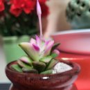 다육꽃세상 이미지